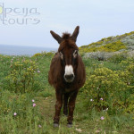 donkey-on-palagruza