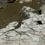 endemic-black-lizard-on-island-brusnik
